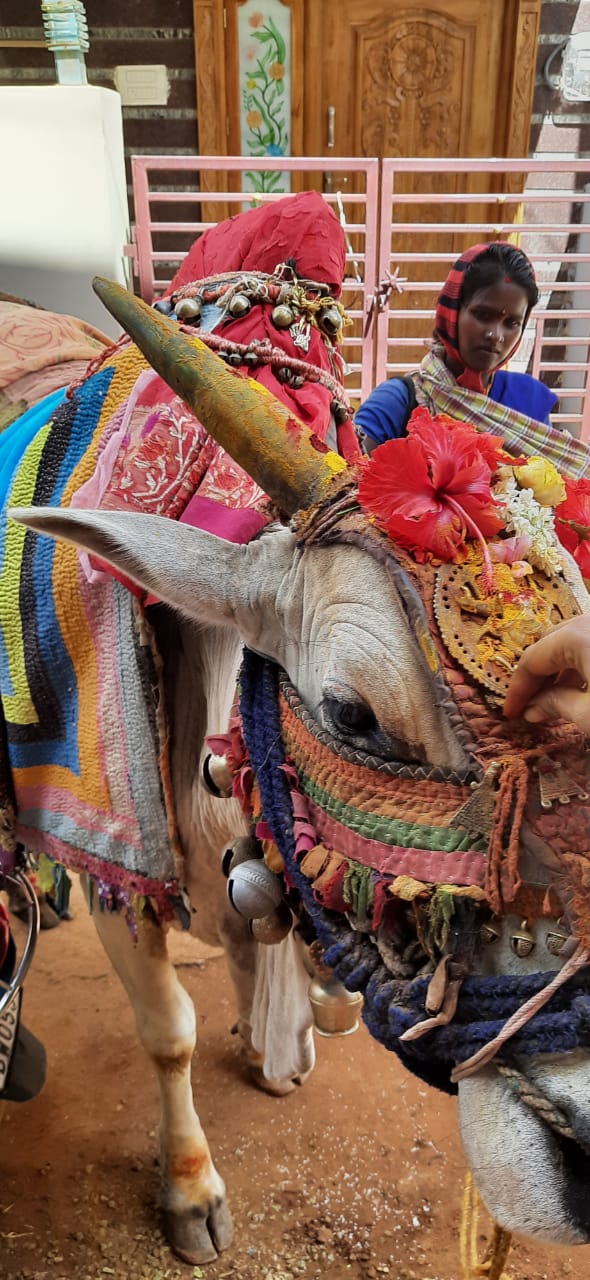 Makar Sankranti